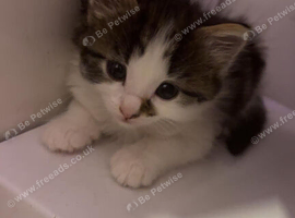 Kittens