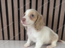 Miniature long haired dachshunds
