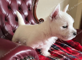 West Highland White Terrier Puppies