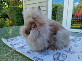 Purebred Lionhead Baby Boy
