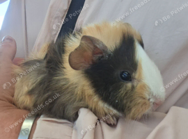 Male guniea pig