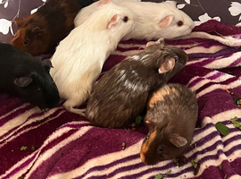 Beautiful female guinea pigs looking for 5* homes