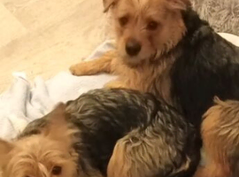 2 male terrier cross dashhound ouppies
