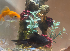 Fancy fantail goldfish