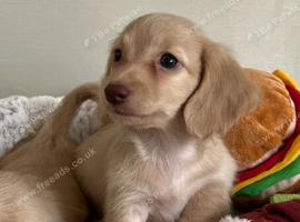 Cream kc reg Mini long hair Dachshunds