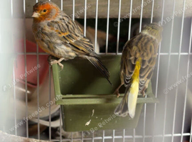 Pair of canaries