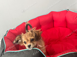 Cavalier King Charles x chihuahua girl
