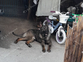 German shepherd