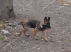 Gorgeous German Shepherd puppies (only 1 female now available)