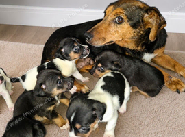 Jack russell puppies