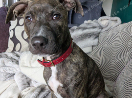 Beautiful Staffy girl 6 months old