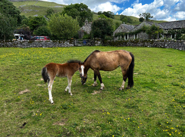 2 gorgeous fillies