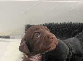 Kc cocker spaniel puppies