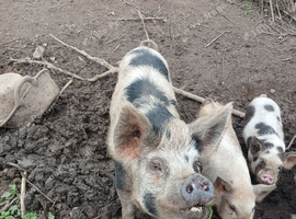 Female kune kune with her last litter