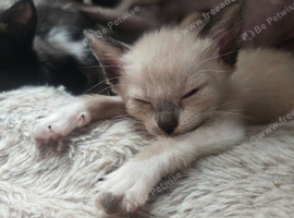 Stunning litter of girls and one boy ready soon.
