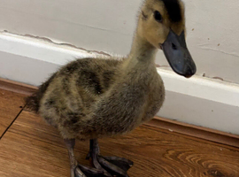 Miniature Appleyard/kharki ducklings