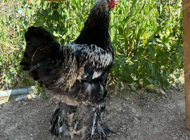 dark brahma cockerel