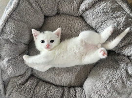 3 boy kittens left