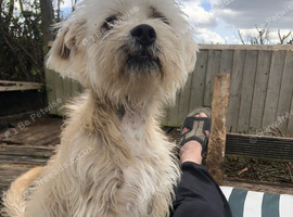 Loving boy for rehoming