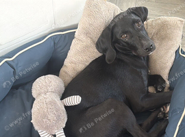 Labrador puppy