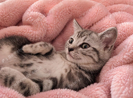 BSH sliver tabby cross bengal
