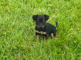 Jack Russell puppies