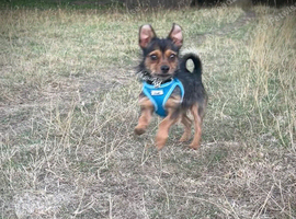 Beautiful chorkie boy