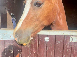 W/S D 3yrs old
