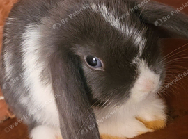 Mini lop