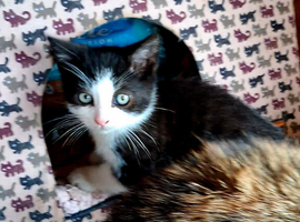 Male kittens
