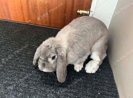 Female rabbit