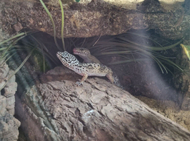 2 Female Leopard Geckos with Full Set Up