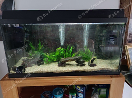 Free fish tank and 6 fish.