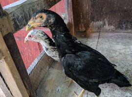 Aseel chicken for sale