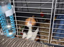 2 female gunnies pigs