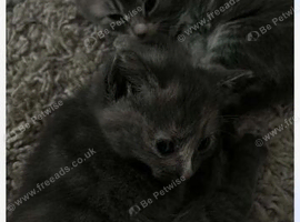 Beautiful grey girls
