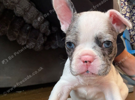 Beautiful French bulldog