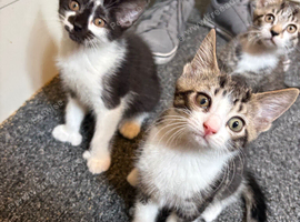 3  male mixed breed kittens