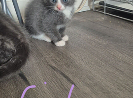 Beautiful kittens