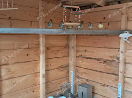 Baby Fife Canaries For Sale