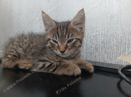 Female kitten looking for her forever home