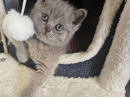 Lilac girls British shorthair