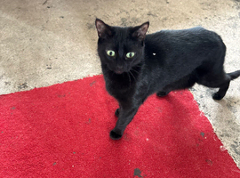 Cat for sale