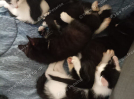 4 kittens need a loving home