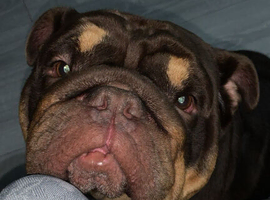 English bulldog stud linky