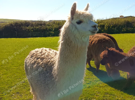 Male castrated alpacas