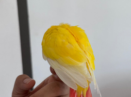 Baby Lutino conure hand reared