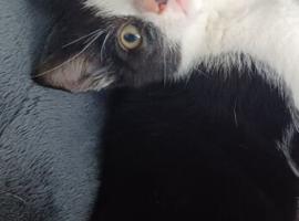Male kitten 10 weeks