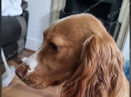 Cocker spaniel puppys
