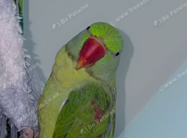 1 year old alexandrine parrot
